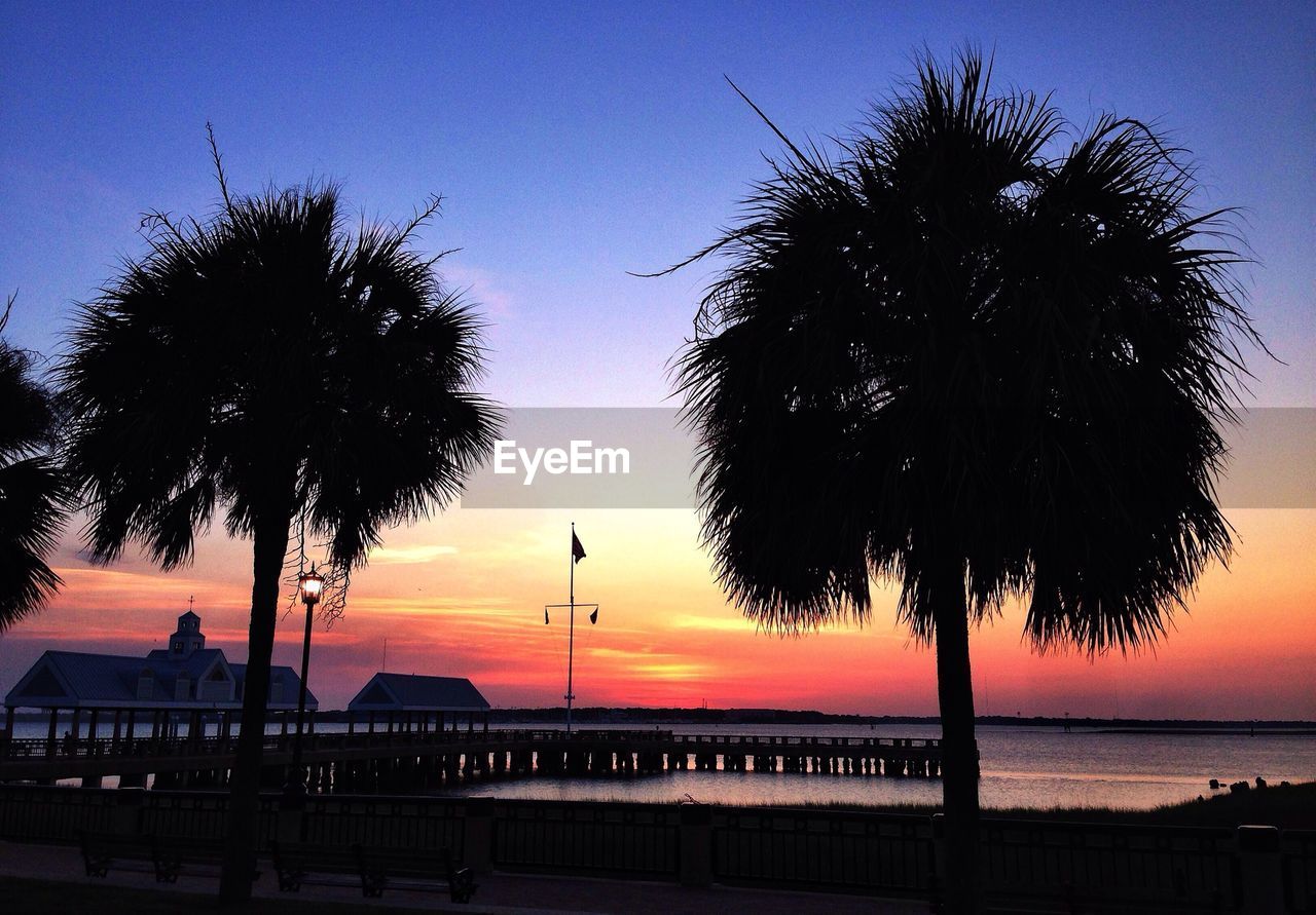 Silhouette palm trees at dusk