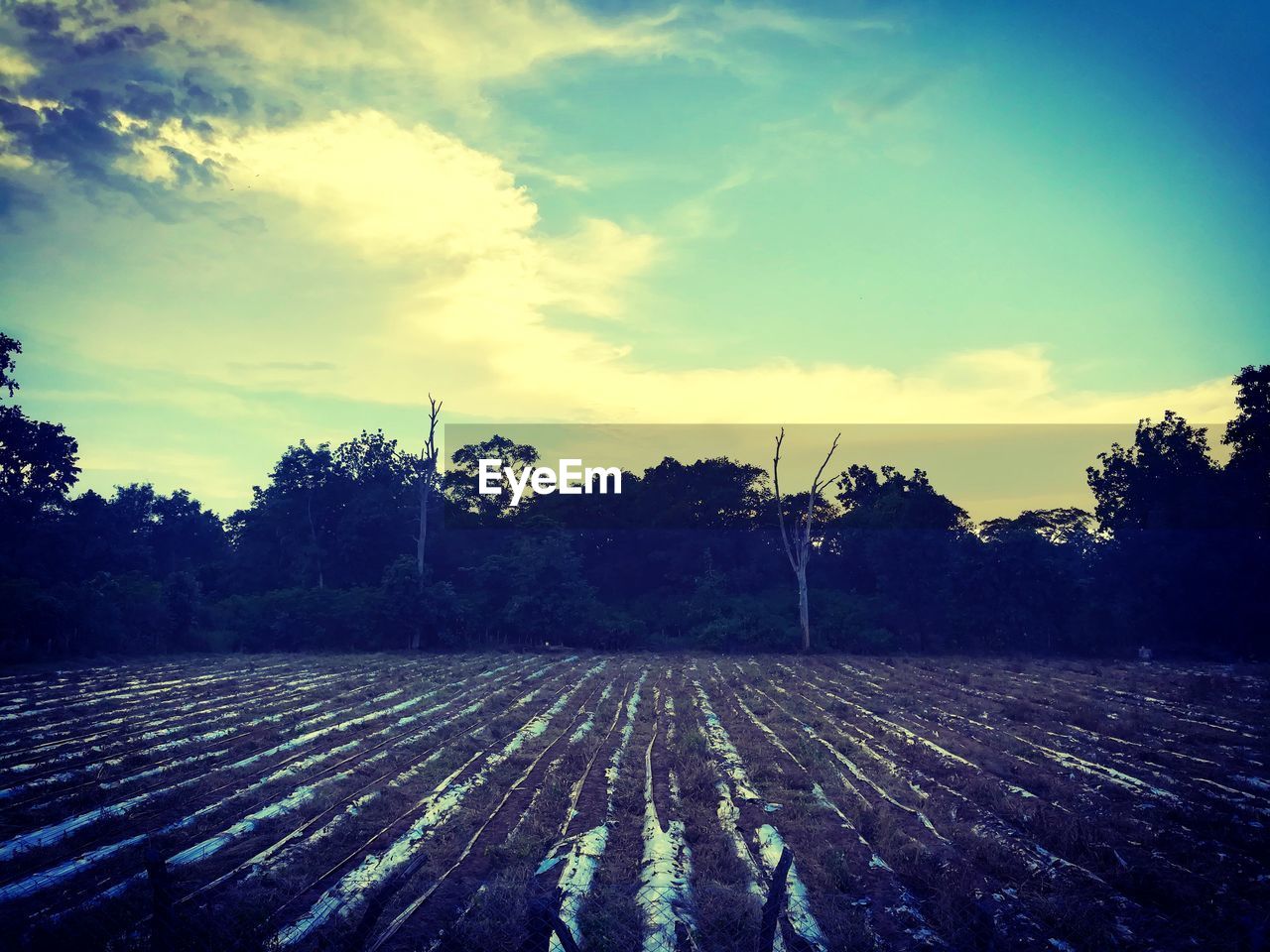 SCENIC VIEW OF PLANTS AGAINST SKY