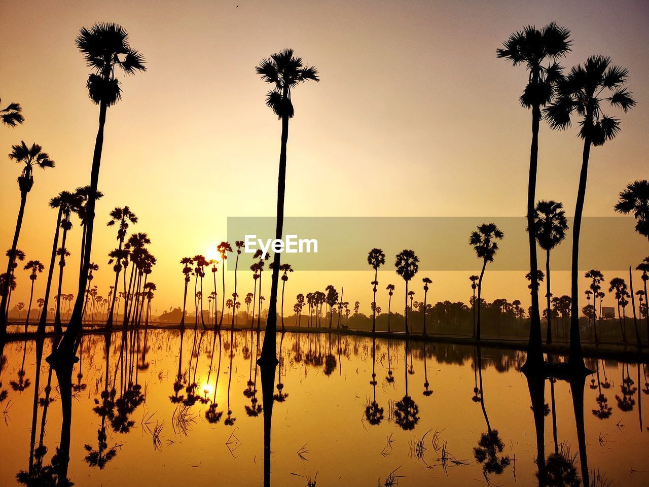 SILHOUETTE PLANTS BY SWIMMING POOL AGAINST SKY DURING SUNSET