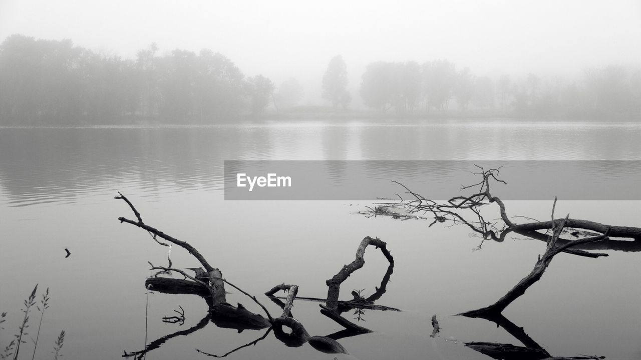 Reflection of trees in lake