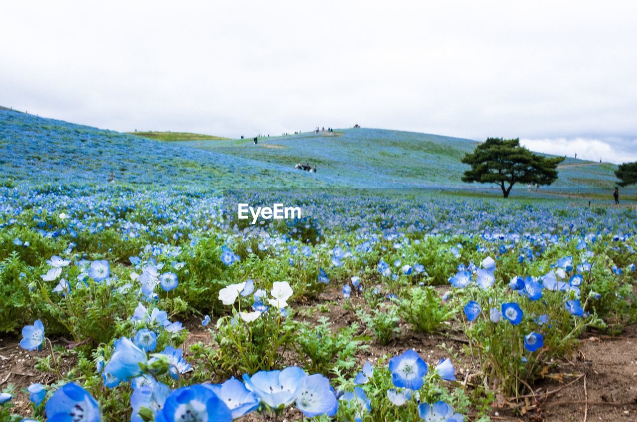 Scenic view of flowering plants on land against sky