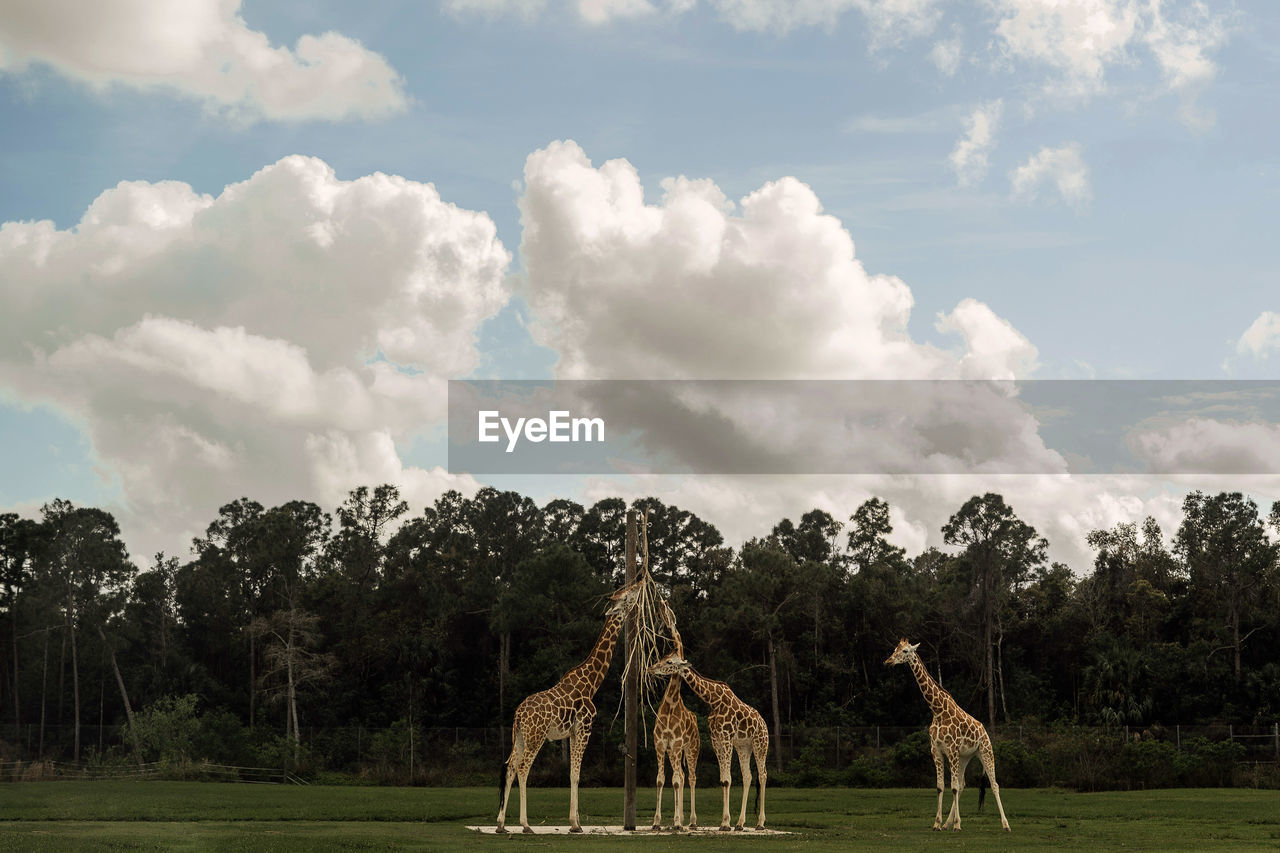 View of giraffes on field eating against sky