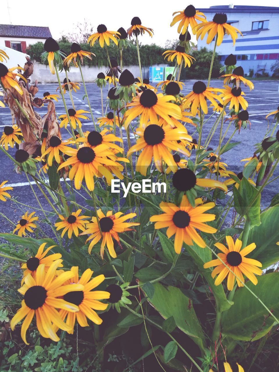 CLOSE-UP OF YELLOW FLOWERS BLOOMING IN PARK