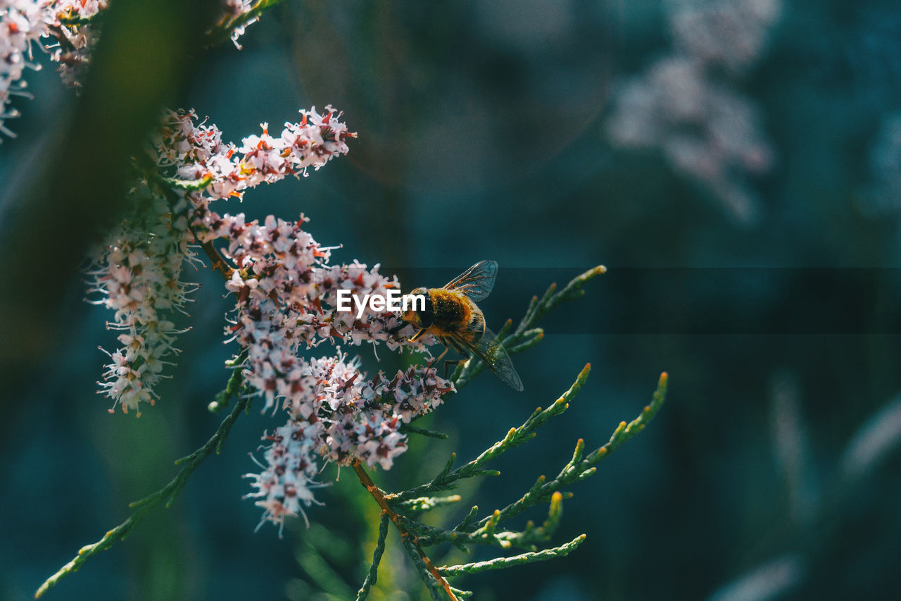 Close-up of bee pollinating flower