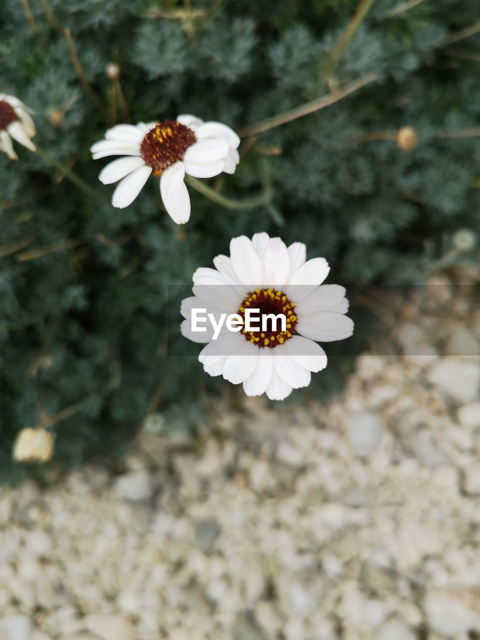 CLOSE-UP OF WHITE FLOWERING PLANTS