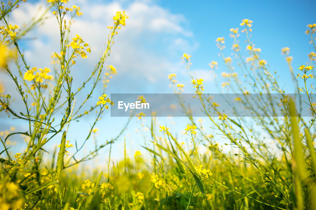 low angle view of plant against sky