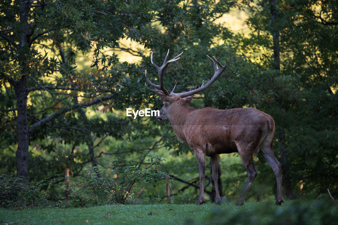 Deer standing in a forest