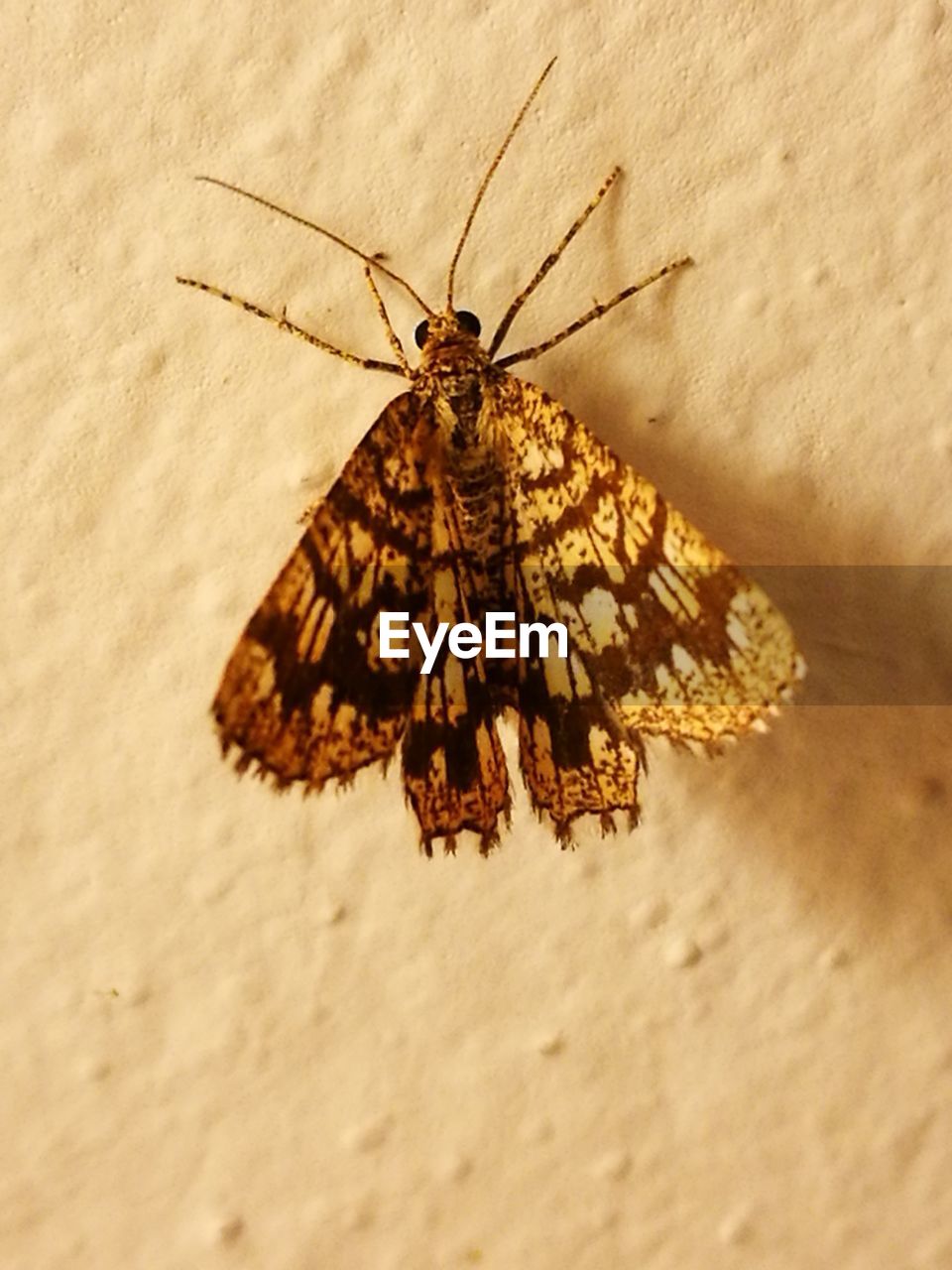 BUTTERFLY ON WALL