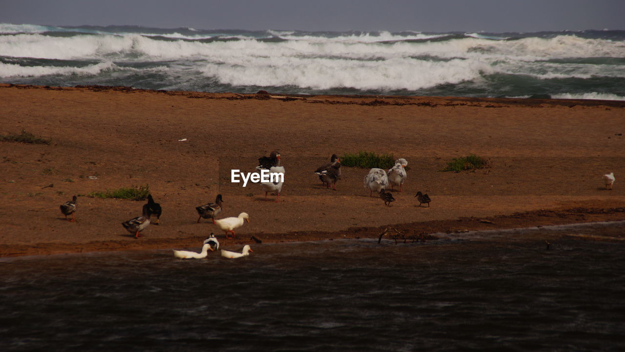 High angle view of birds at beach