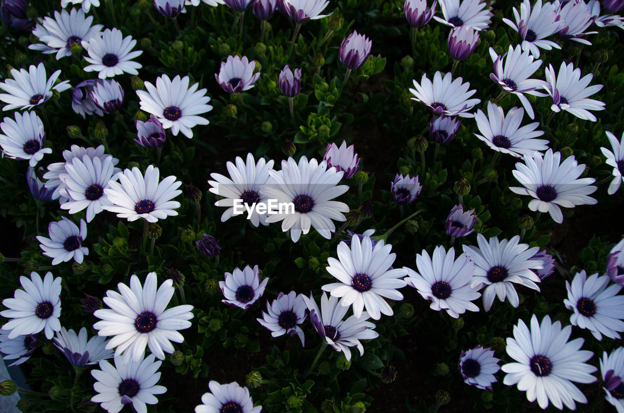 High angle view of purple daisy flowers on field