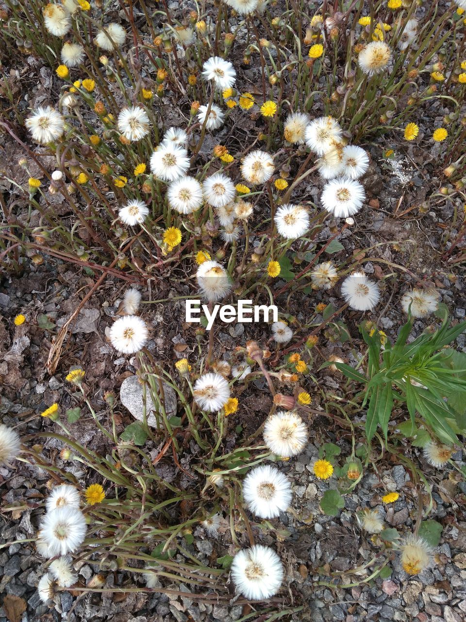 HIGH ANGLE VIEW OF FLOWERING PLANT ON FIELD