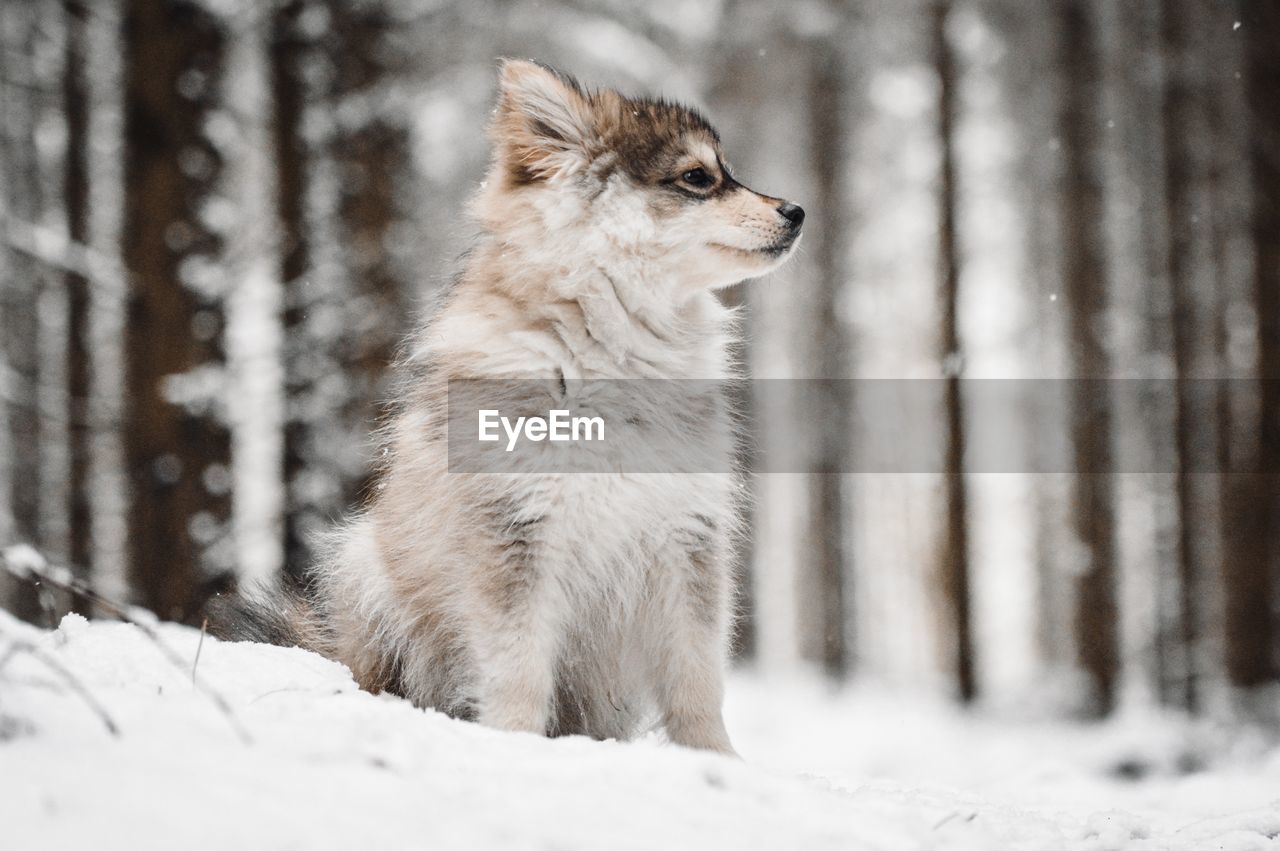 Young puppy finnish lapphund dog on snow covered land