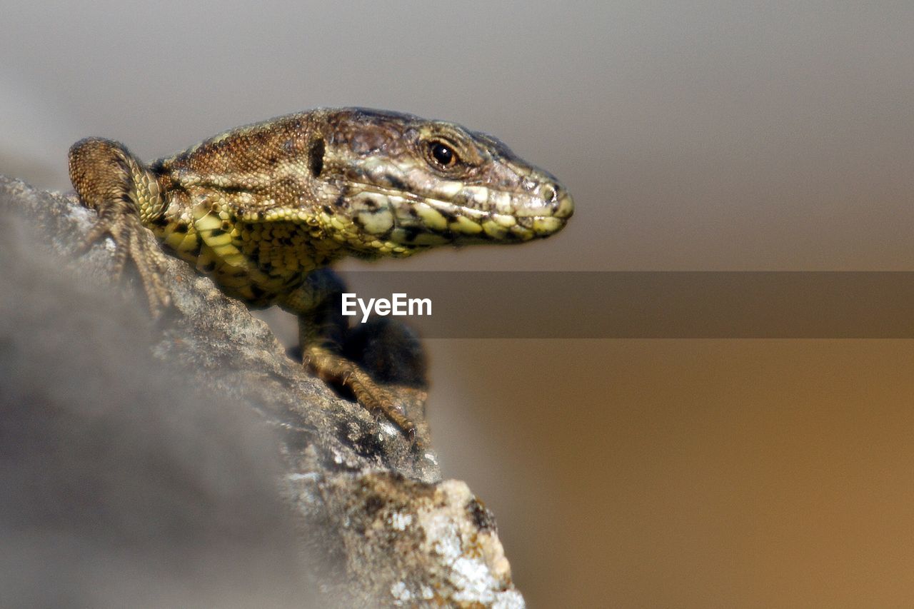 Close-up side view of snake against blurred background