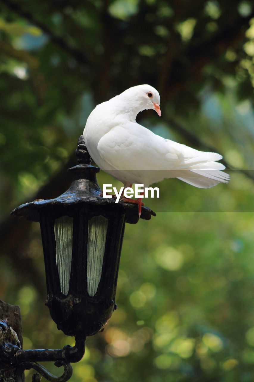 SEAGULL PERCHING ON BRANCH