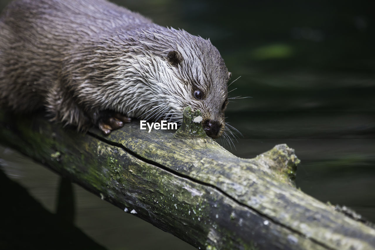 CLOSE-UP OF ANIMAL HEAD IN LAKE