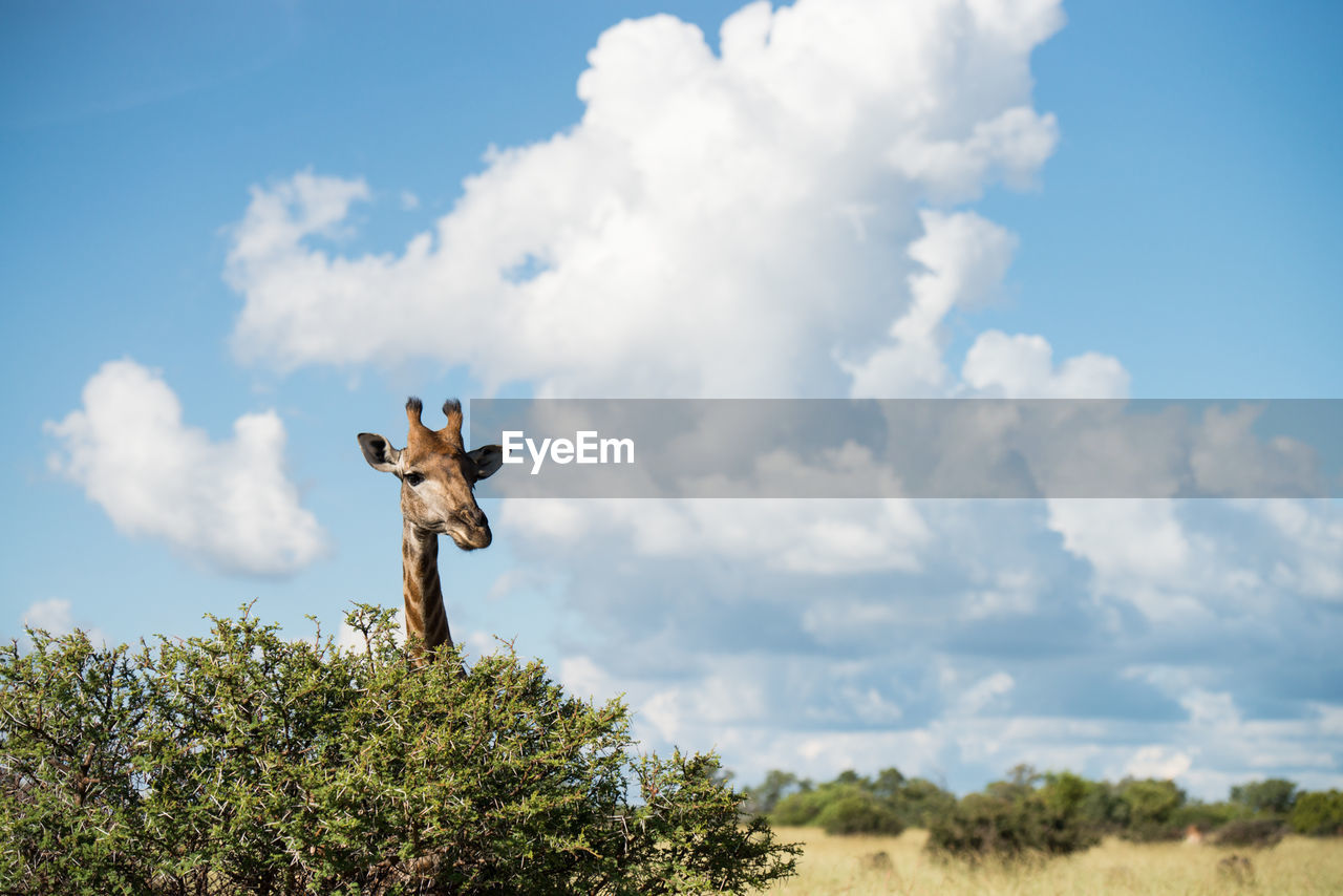 LOW ANGLE VIEW OF GIRAFFE ON LAND
