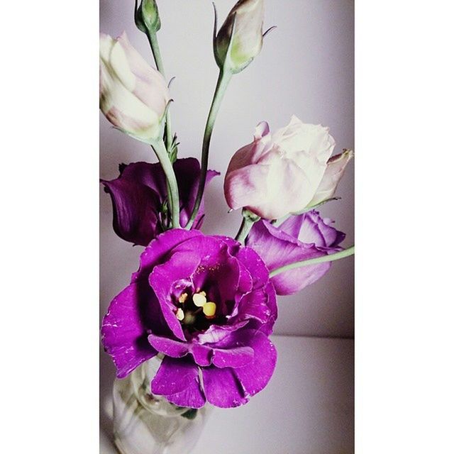 CLOSE-UP OF PURPLE ROSE