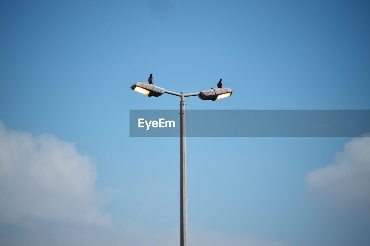 Low angle view of bird perching on street light against blue sky