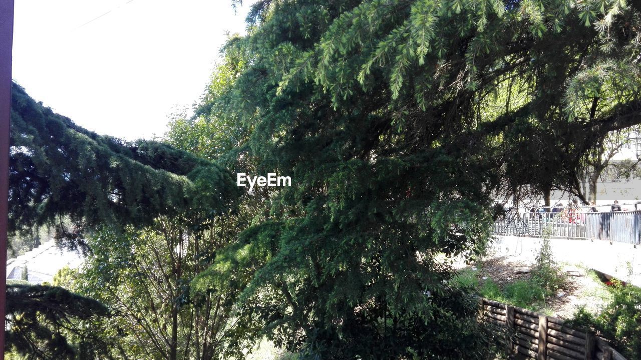 LOW ANGLE VIEW OF BRANCHES AGAINST SKY