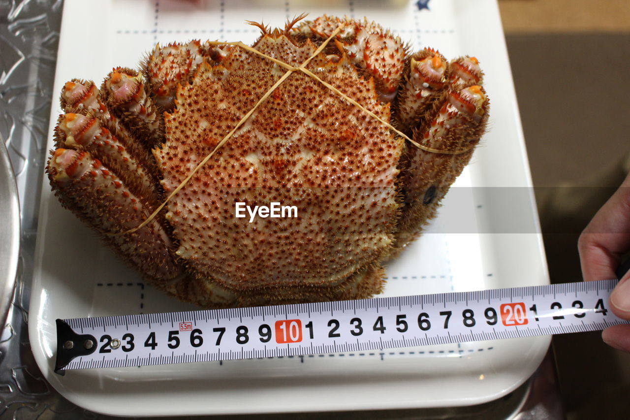 Cropped hand measuring tied crab in tray