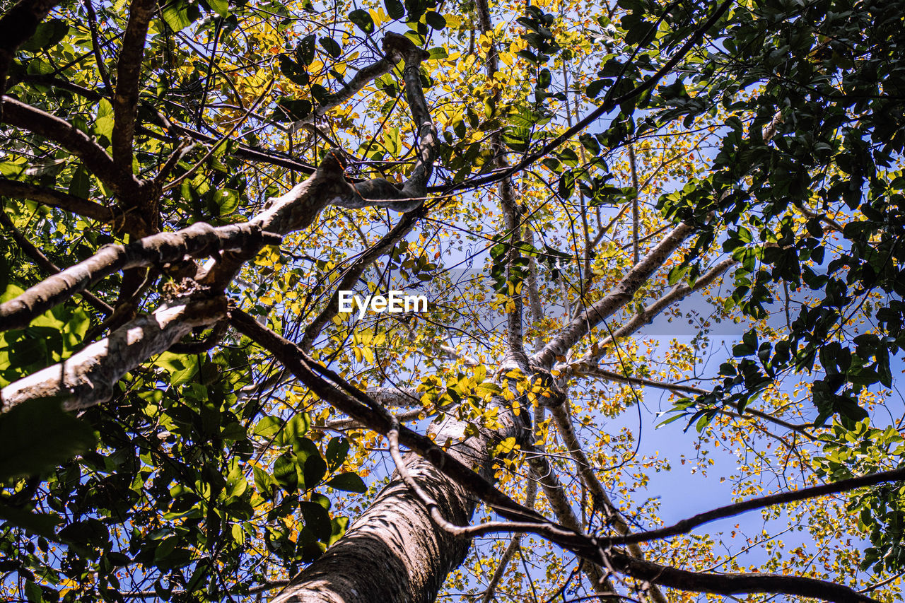 Low angle view of flowering tree against sky