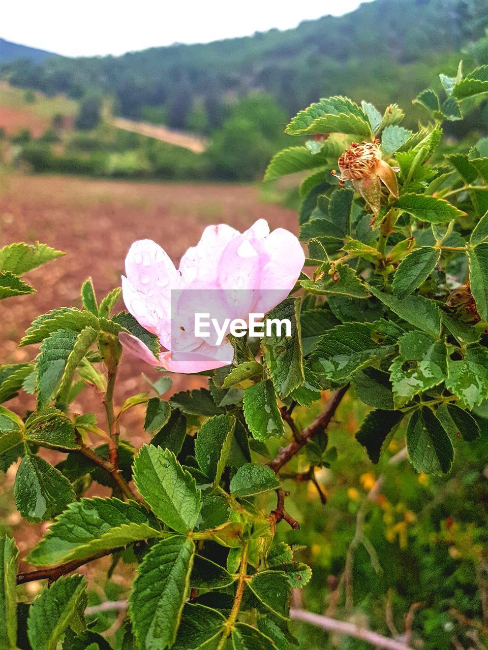 CLOSE-UP OF PINK ROSE PLANT