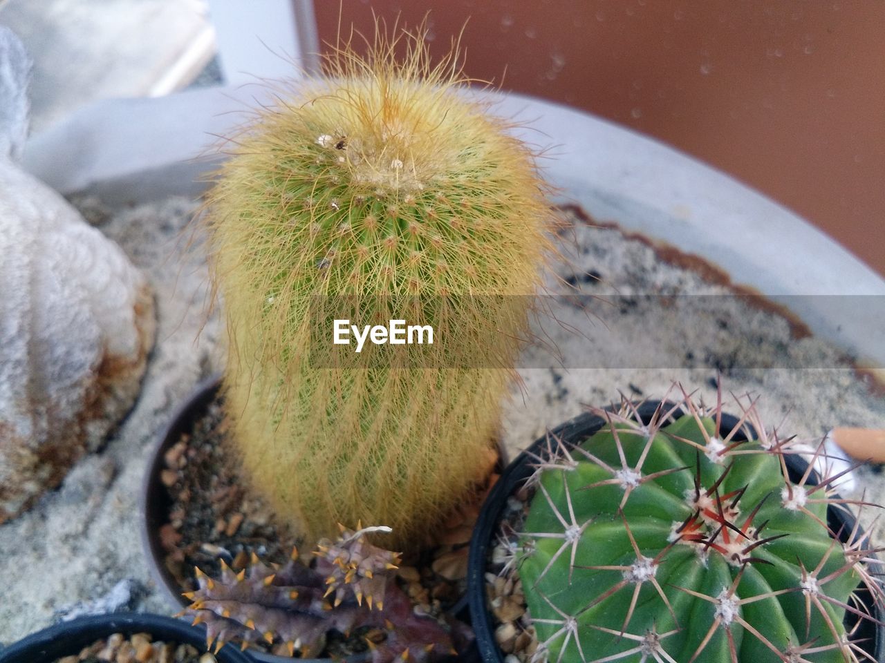 CLOSE-UP OF CACTUS PLANT