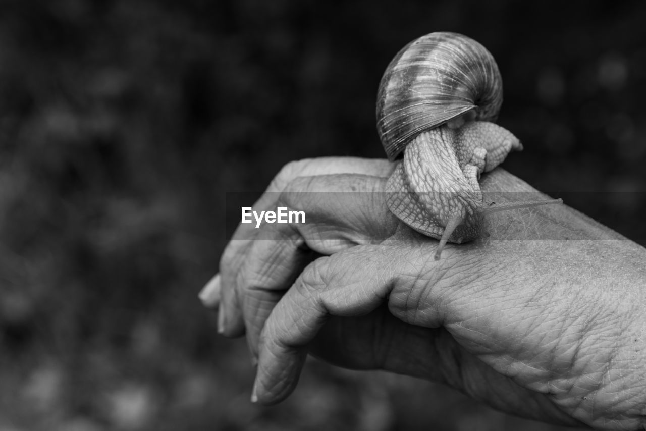 Close-up of snail on hand