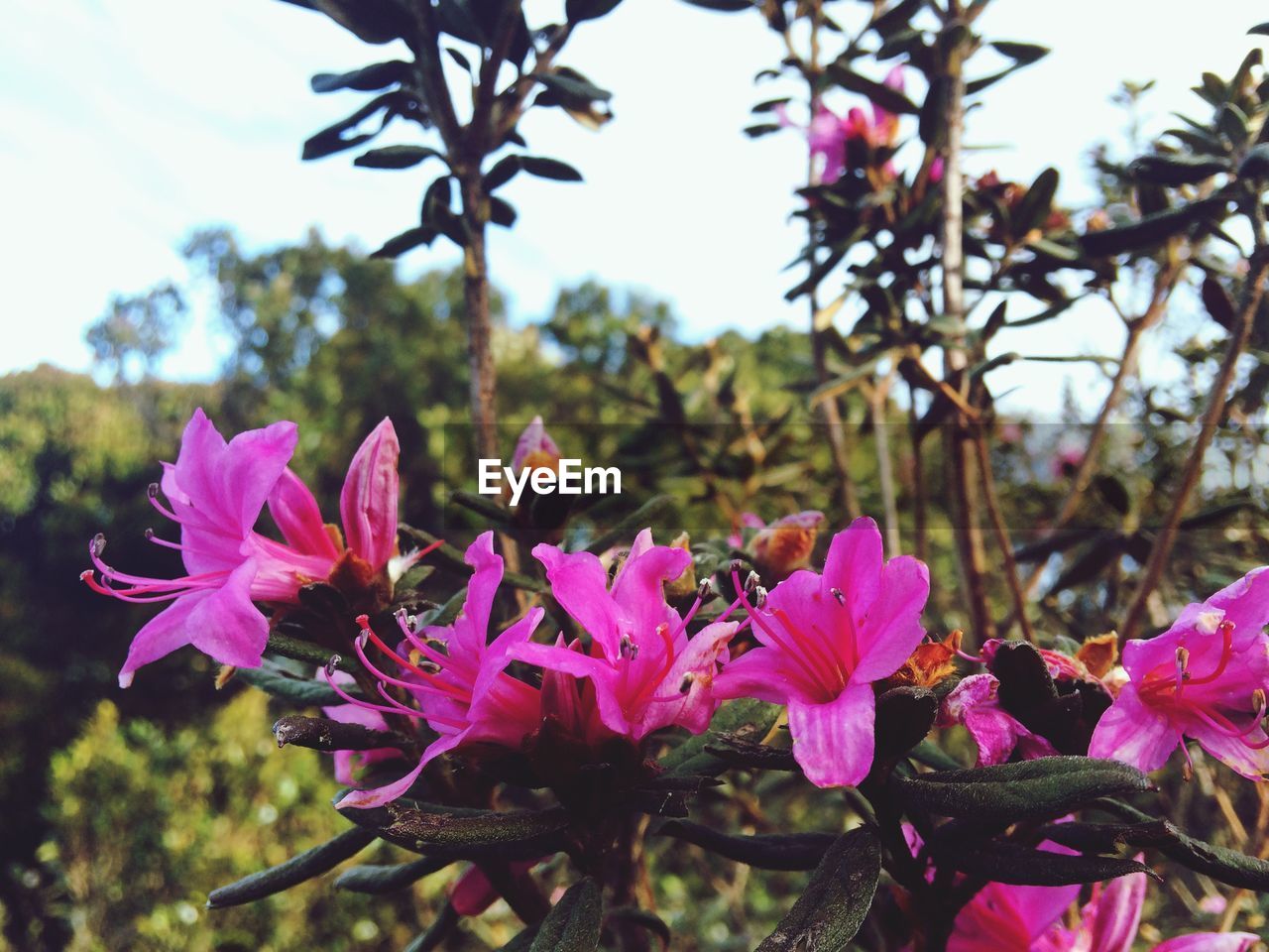 CLOSE-UP OF PINK FLOWERS