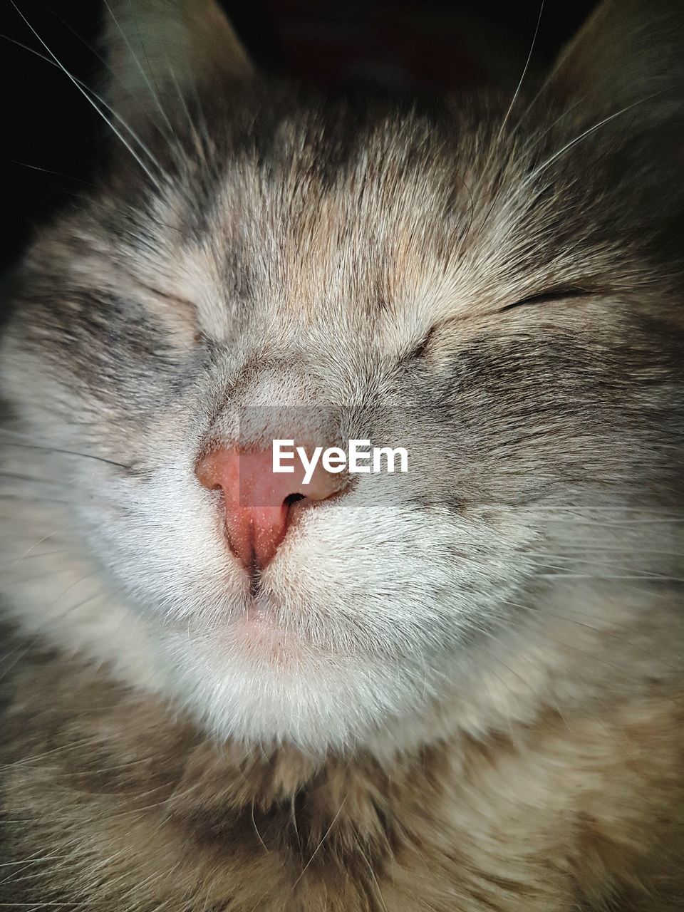 CLOSE-UP OF SLEEPING CAT