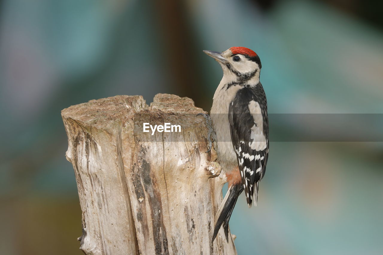 A great spotted woodpecker juvenile