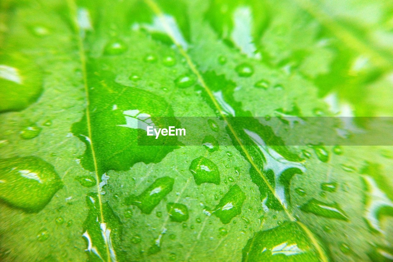 FULL FRAME SHOT OF RAINDROPS ON LEAVES