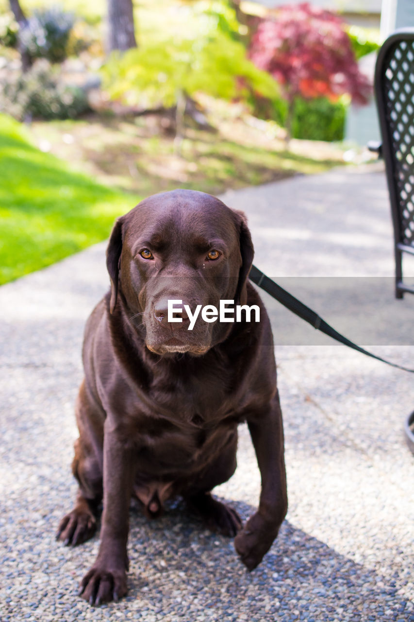 Portrait of black dog sitting outdoors