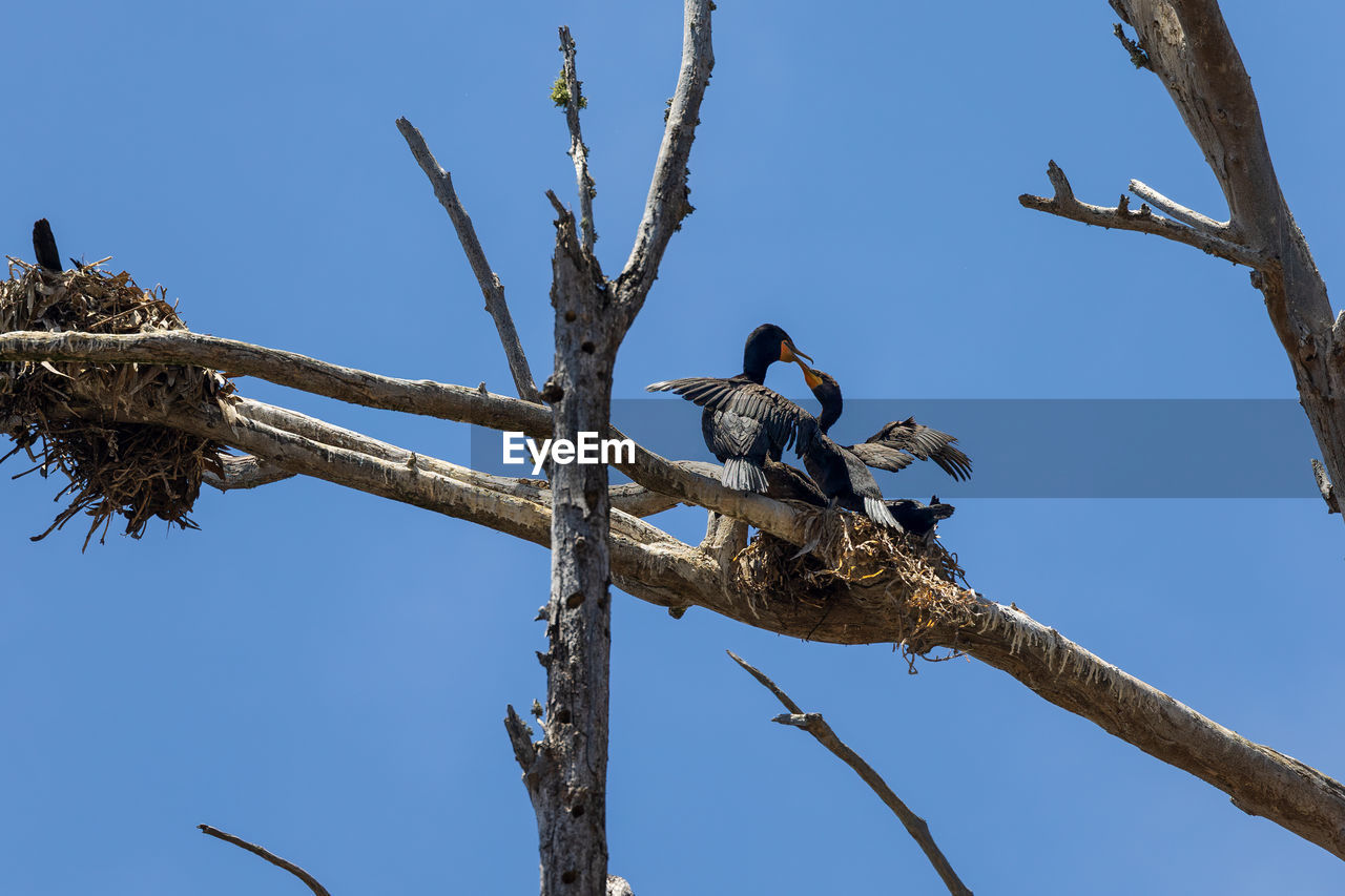 bird, animal, animal wildlife, animal themes, tree, wildlife, branch, sky, nature, blue, perching, clear sky, plant, group of animals, low angle view, no people, outdoors, sunny, bird of prey, day, full length, two animals