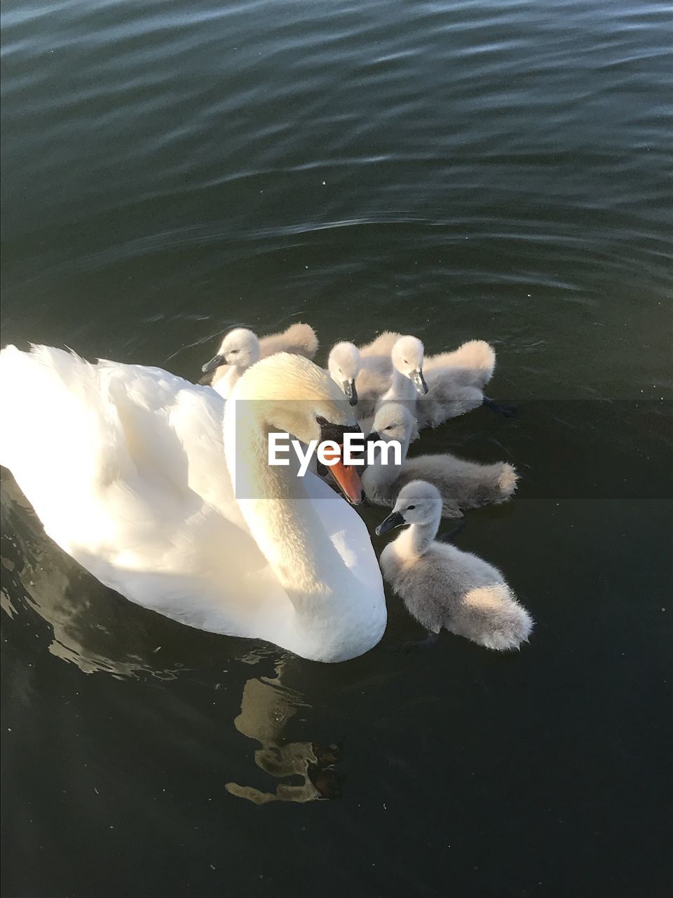 HIGH ANGLE VIEW OF SWAN FLOATING IN LAKE