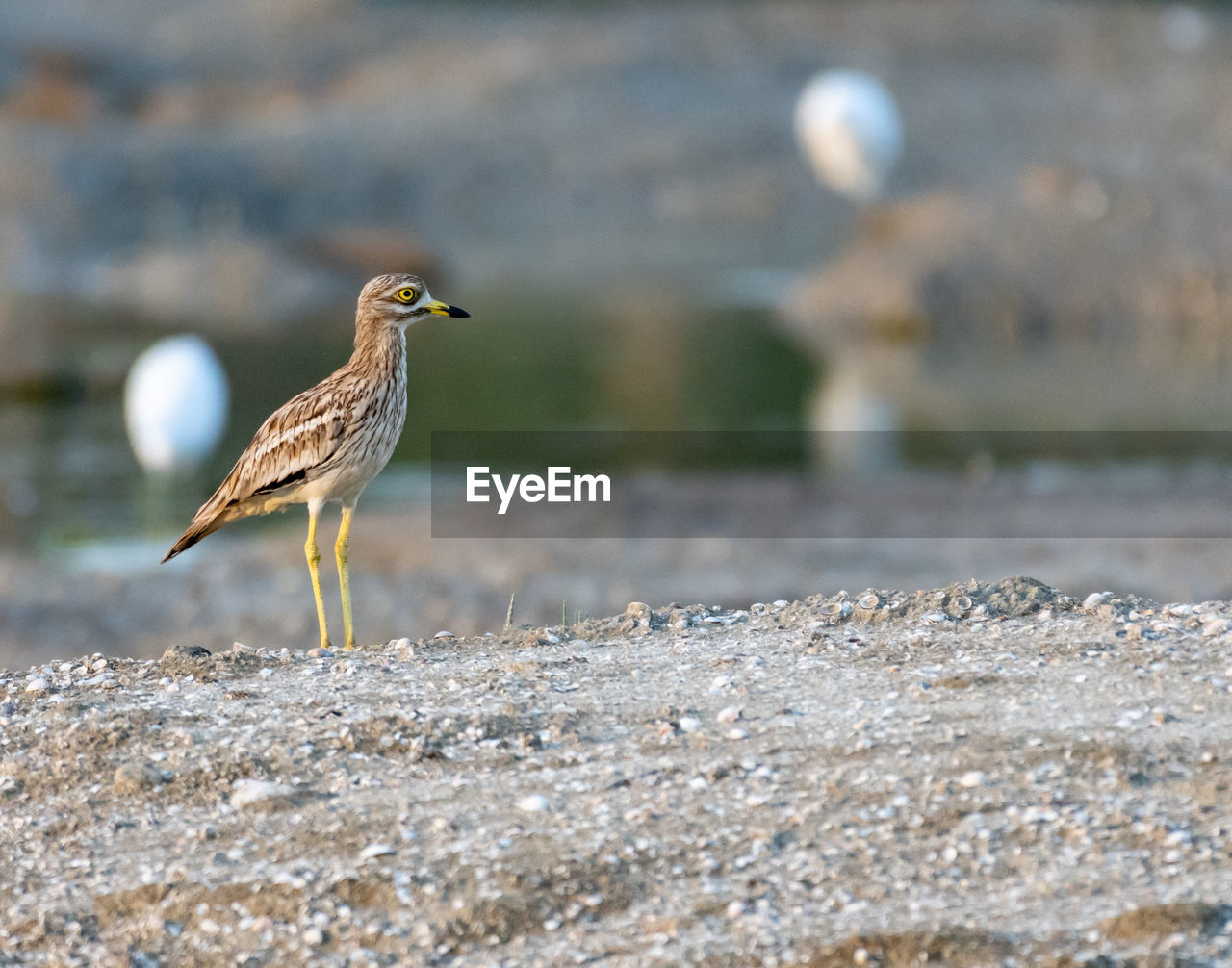 VIEW OF SEAGULL PERCHING ON A LAND