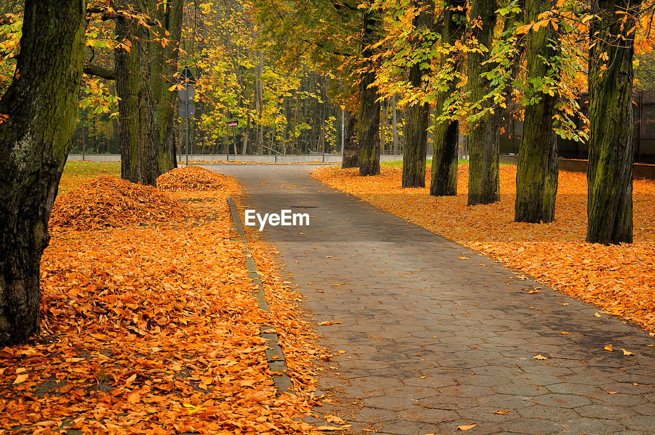 Footpath amidst trees during autumn