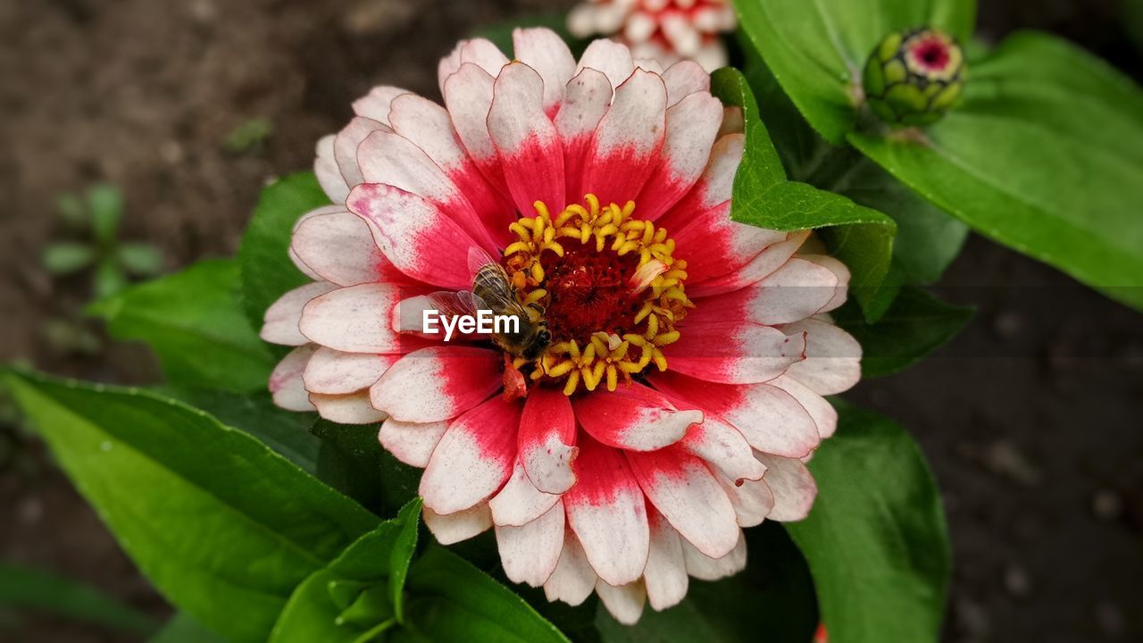 CLOSE-UP OF FLOWER