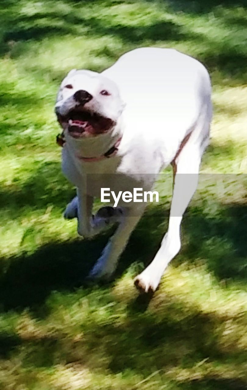 Close-up portrait of american bulldog barking on grassy field