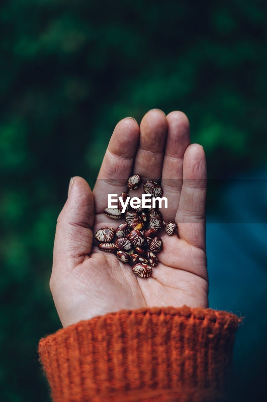 Close-up of woman holding seed