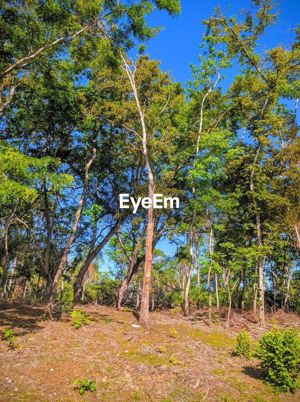 TREES ON FIELD