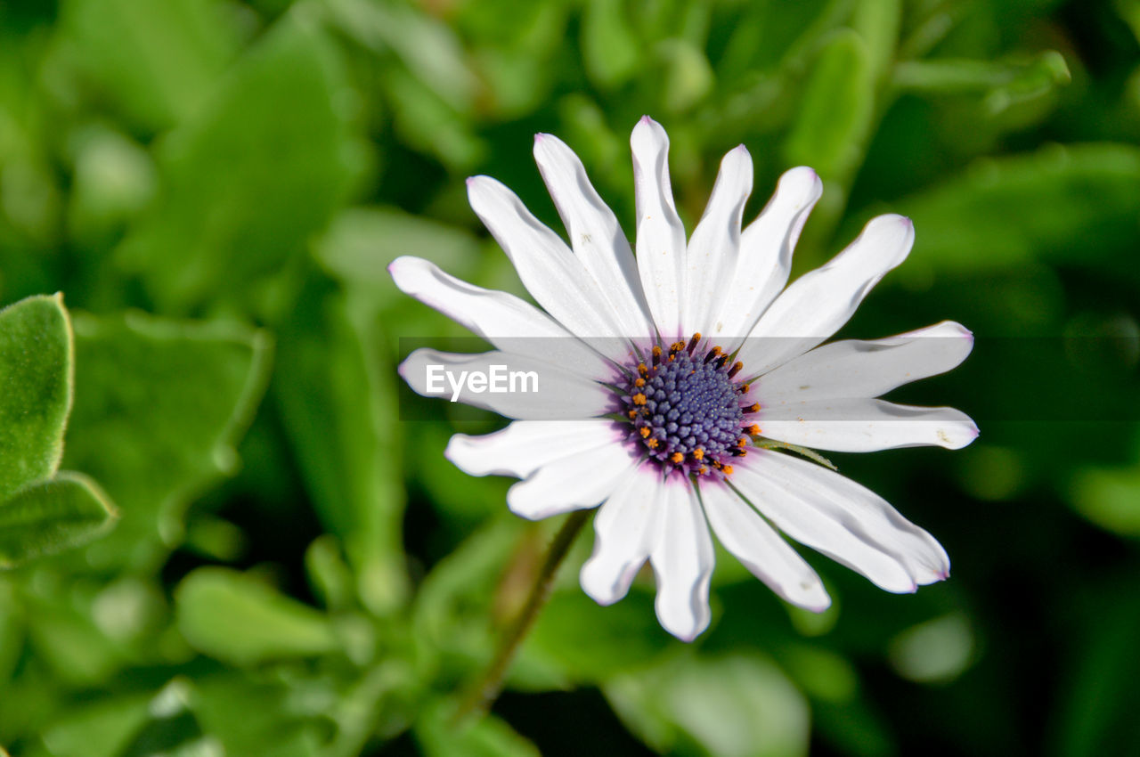 Close-up of white daisy blooming outdoors