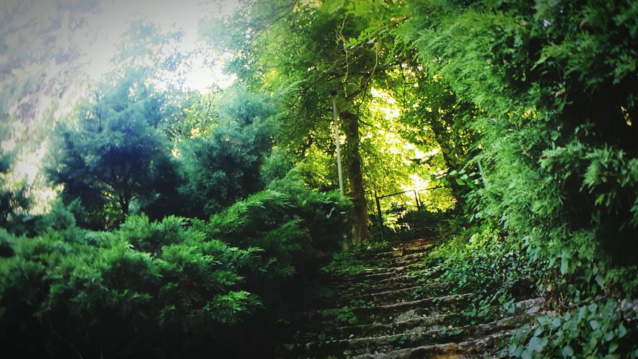 VIEW OF TREES IN FOREST