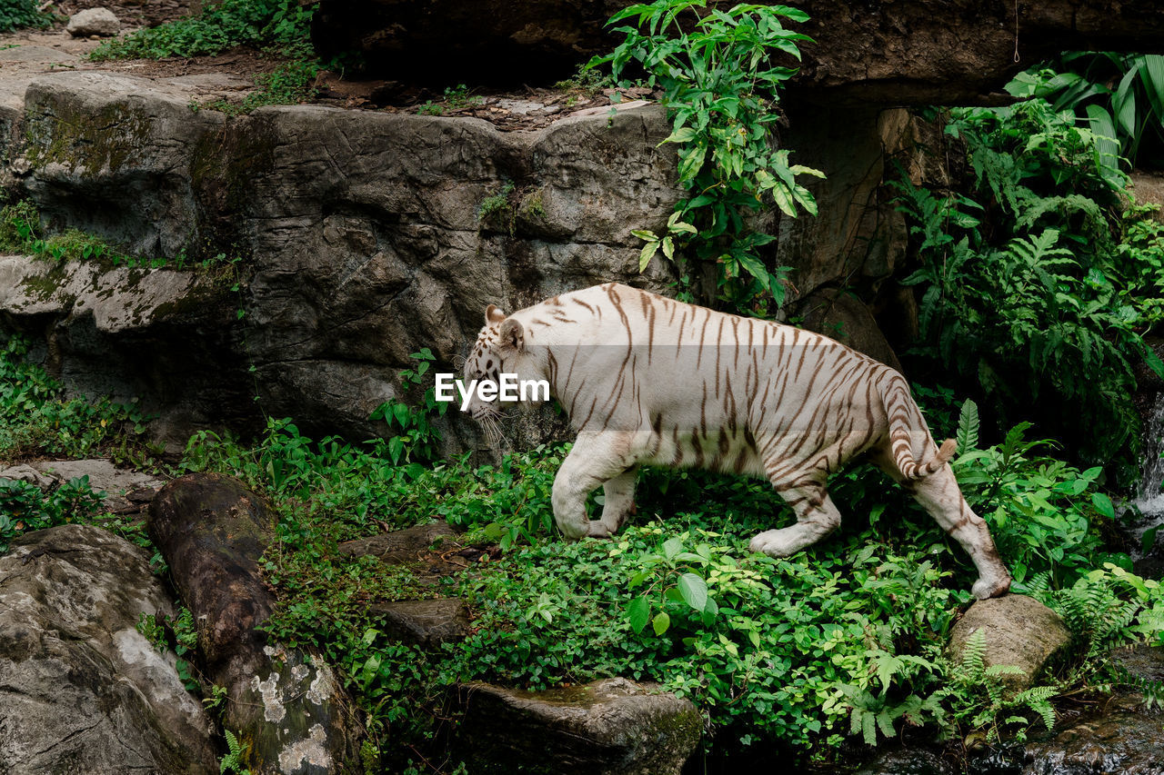 Side view of white tiger walking in forest