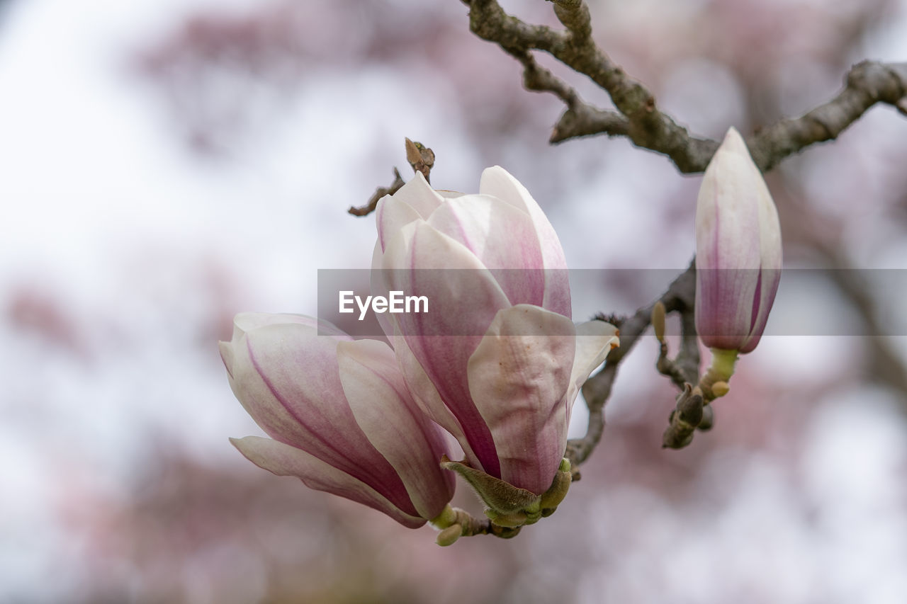 Close-up of pink flower buds