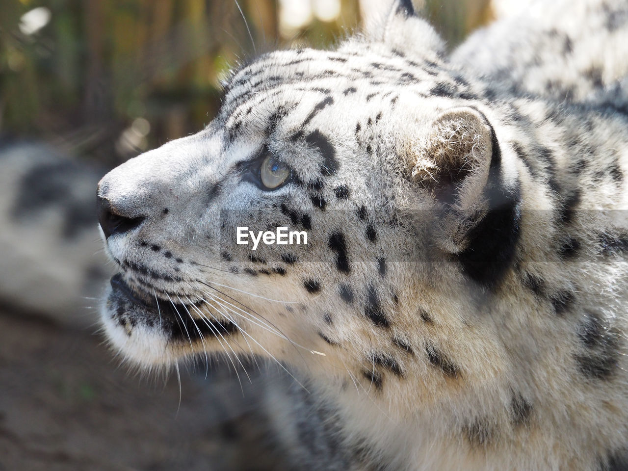Close-up of snow leopard