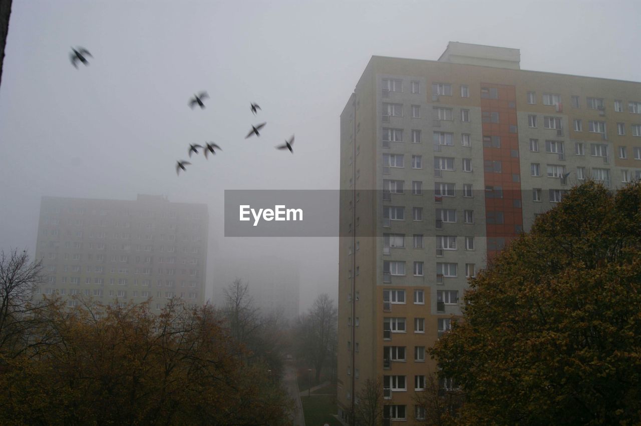 BIRDS FLYING OVER RESIDENTIAL BUILDINGS