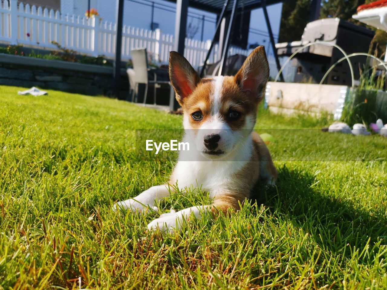 dog, pet, one animal, animal themes, mammal, domestic animals, grass, animal, canine, plant, welsh corgi, nature, green, no people, portrait, day, sunlight, relaxation, field, cardigan welsh corgi, carnivore, architecture, front or back yard, outdoors, looking at camera, built structure