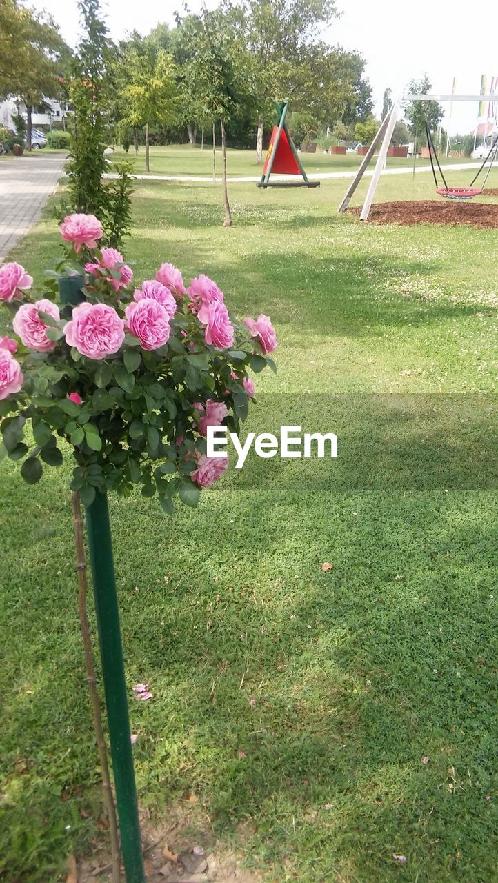 PINK FLOWERS GROWING IN PARK