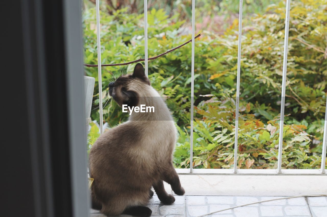 CAT SITTING BY WINDOW